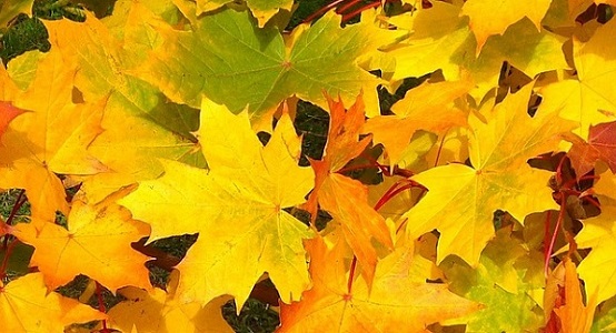 Seasonal Clean Up